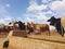 Cattle Station, North West Queensland