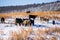 Cattle stock on pasture covered in snow in south mountains north