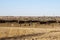 Cattle Stockyard