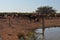 Cattle in stockyard pens australia outback