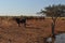 Cattle in stockyard pens australia outback oasis drought