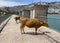 Cattle on sunny day in the Embassament de Cuber, Serra de Tramuntana, Mallorca