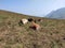 Cattle taking rest on Baba Budan Giri mountain