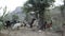 Cattle trying to eat from a tree while a man is climbing to treetop.