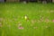 Cattle Tyrant bird on a high grass green field with pink flowers at Bosques de Palermo - Buenos Aires, Argentina