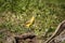 Cattle tyrant (machetornis rixosa,) foraging in grass on the ground, Manizales, Colombia