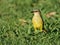 cattle tyrant (Machetornis rixosa) on the ground