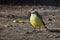 cattle tyrant (Machetornis rixosa) on the ground