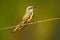 Cattle tyrant, Machetornis rixosa, yellow and brown bird with clear background, Pantanal, Brazil