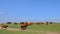 CATTLE UNDER BLUE SKY