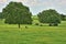 Cattle Under Shade Trees