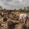 Cattle in Vat Phou ruins. Champasak, Laos