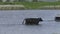 Cattle wading in a Pool