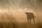 Cattle walking in the morning sunset in a meadow in Brandenburg Germany.