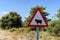 Cattle warning road sign in Spain
