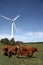 Cattle and Wind Energy