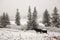 Cattle in winter pasture