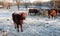 Cattle in a winter pasture eating hay on a frosty morning with calf in foreground