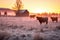 cattle on a winter pasture under a frosty sunrise