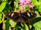 Cattleheart Butterfly