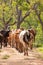 Cattleman and the livestock walking on the gravel road. Rural villages and cultural scenery in Anuradhapura, Sri Lanka