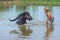 Cattleman without shirt bathing buffalo