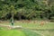 cattleman take group of cows to eat grass on farm in summer