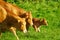 Cattles with brown fur on a green meadow