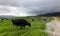 Cattles at a dairy farm