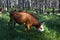 Cattles eating grass in a forest