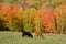 Cattles in fall landscape Quebec province