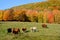 Cattles in fall landscape Quebec province