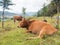 Cattles lying on the ground