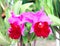 Cattleya