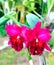 Cattleya