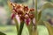 Cattleya aclandiae, or Lady Ackland\'s cattleya, is a species of orchid from the genus Cattleya