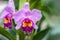 Cattleya or Cattleya John Lindley, Beautiful pink flower.