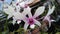 Cattleya Crispa Laelia Flowers Are Placed In Pots And Sold In Flower Shops