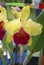 Cattleya dowiana flowers. Decorative plants for greenhouse.