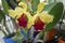 Cattleya dowiana flowers. Decorative plants for greenhouse.