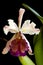 Cattleya dowiana orchid