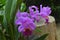 Cattleya flowers.