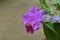 Cattleya flowers.