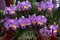 Cattleya flowers planted in pots