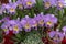 Cattleya flowers planted in pots