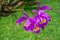 Cattleya gaskelliana is a labiate Cattleya species of orchid. Guarianthe is a colorful purple flowers. Costa Rican national flower