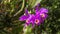 Cattleya gaskelliana is a labiate Cattleya species of orchid. Guarianthe is a colorful purple flowers. Costa Rican national flower