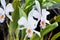 Cattleya gaskelliana var semi alba or orchid , white orchid flower