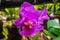 Cattleya hybrid purple orchid