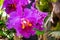 Cattleya hybrid purple orchid